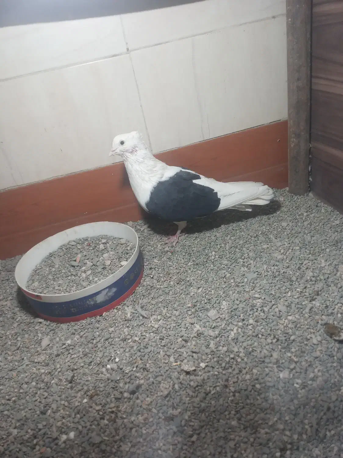 یک جفت پشت مرغوب|پرنده|گلبهار, نوبهار|دیوار