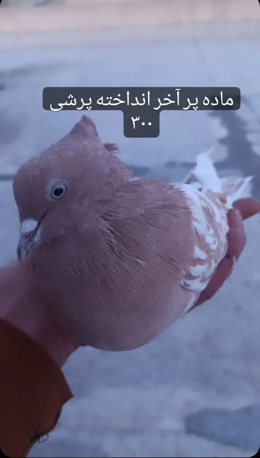 زرد اصفهونی کله ای و سرخ تهرونی|پرنده|فولادشهر, مسکن مهر فولادشهر|دیوار