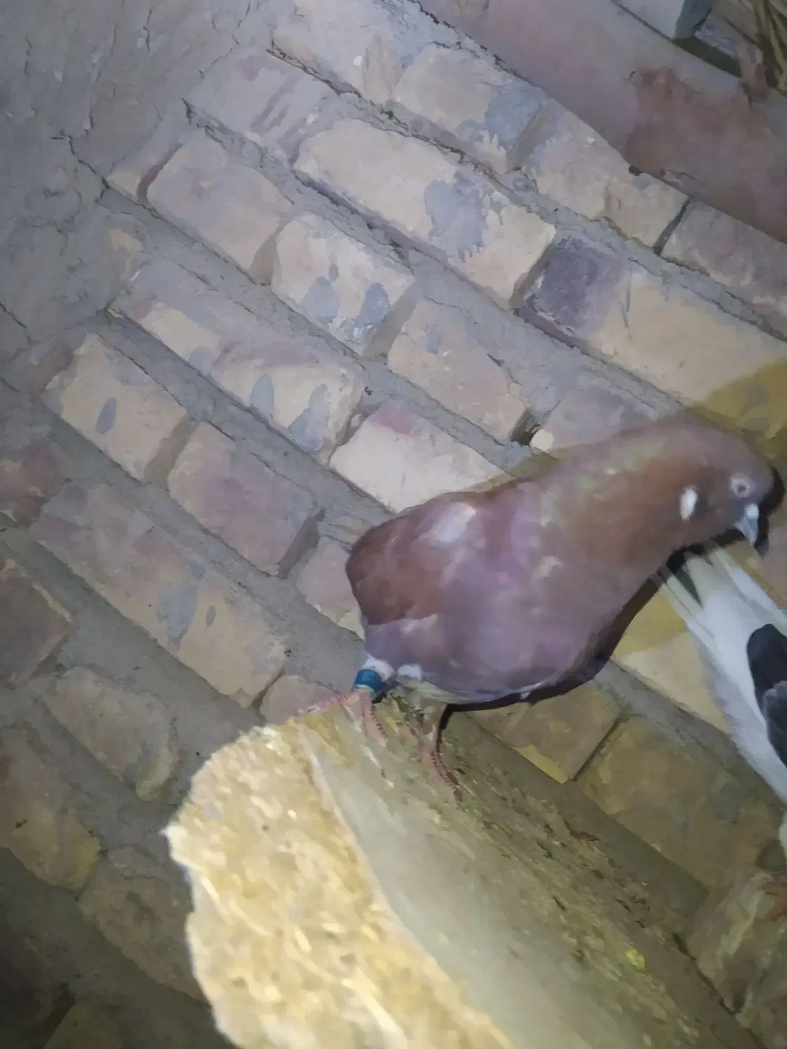 کبوتر ماده تهرانی گمشده|پرنده|کرباسک, |دیوار