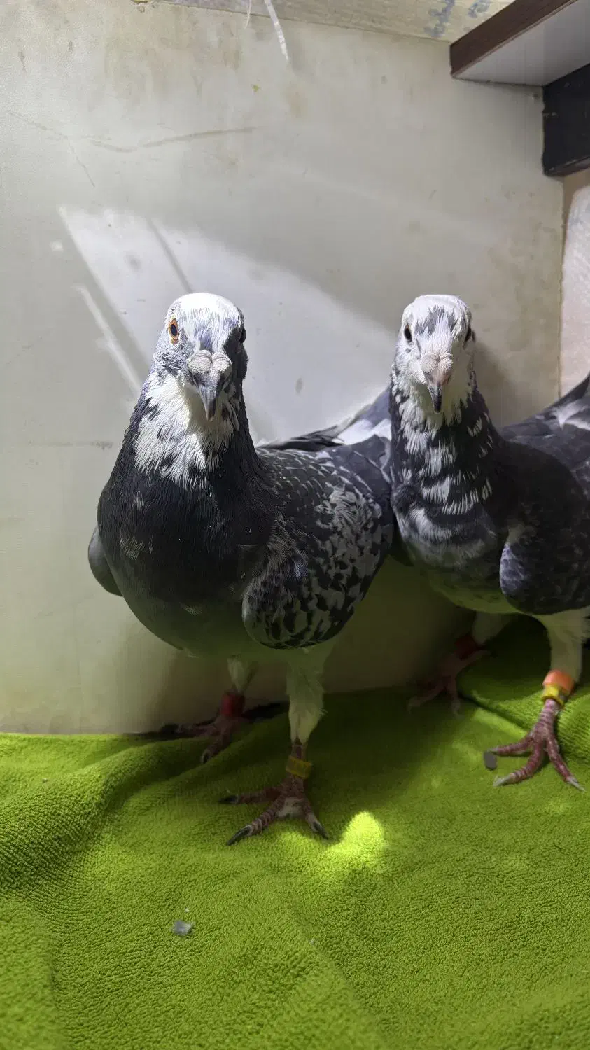 پلنگ سبز خوشگل|پرنده|عطاملک, |دیوار