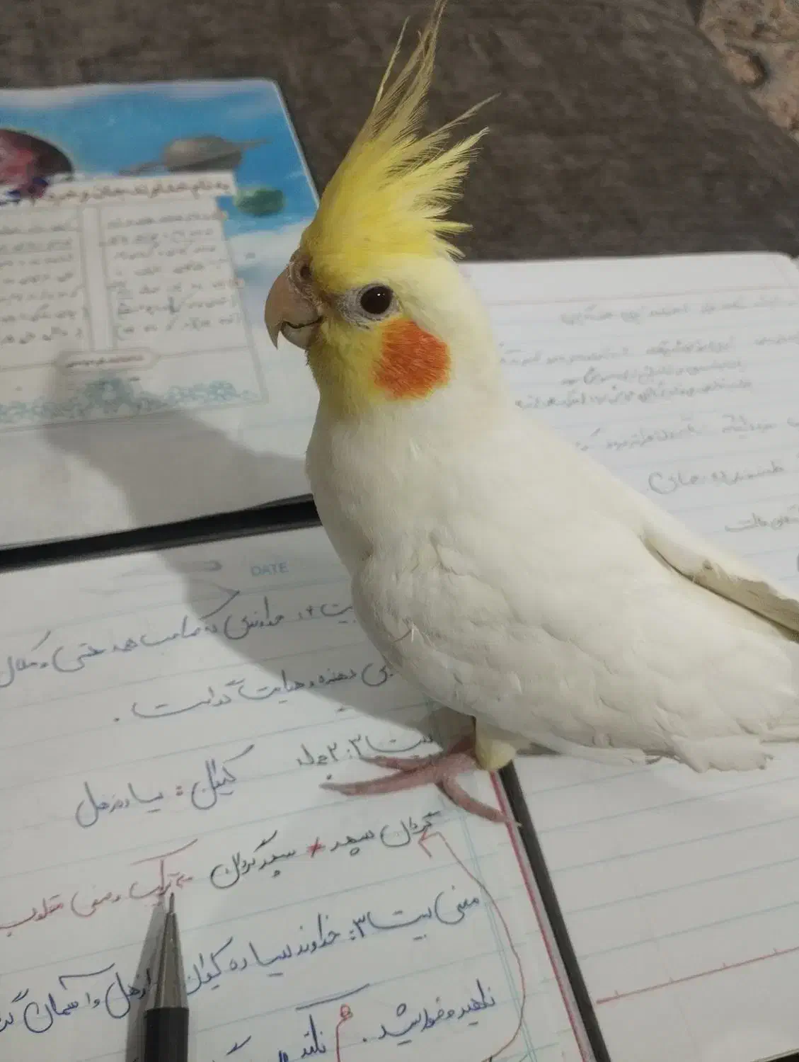 عروس هلندی گمشده|حیوانات|شیراز, شهرک مهرگان|دیوار