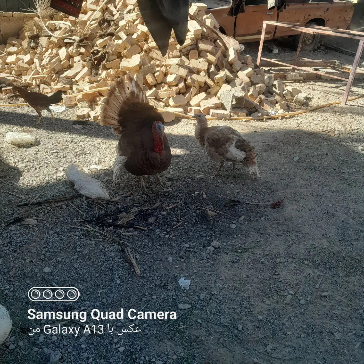 بوقلمون نر وماده یه جفت|حیوانات مزرعه|هیدوچ, |دیوار