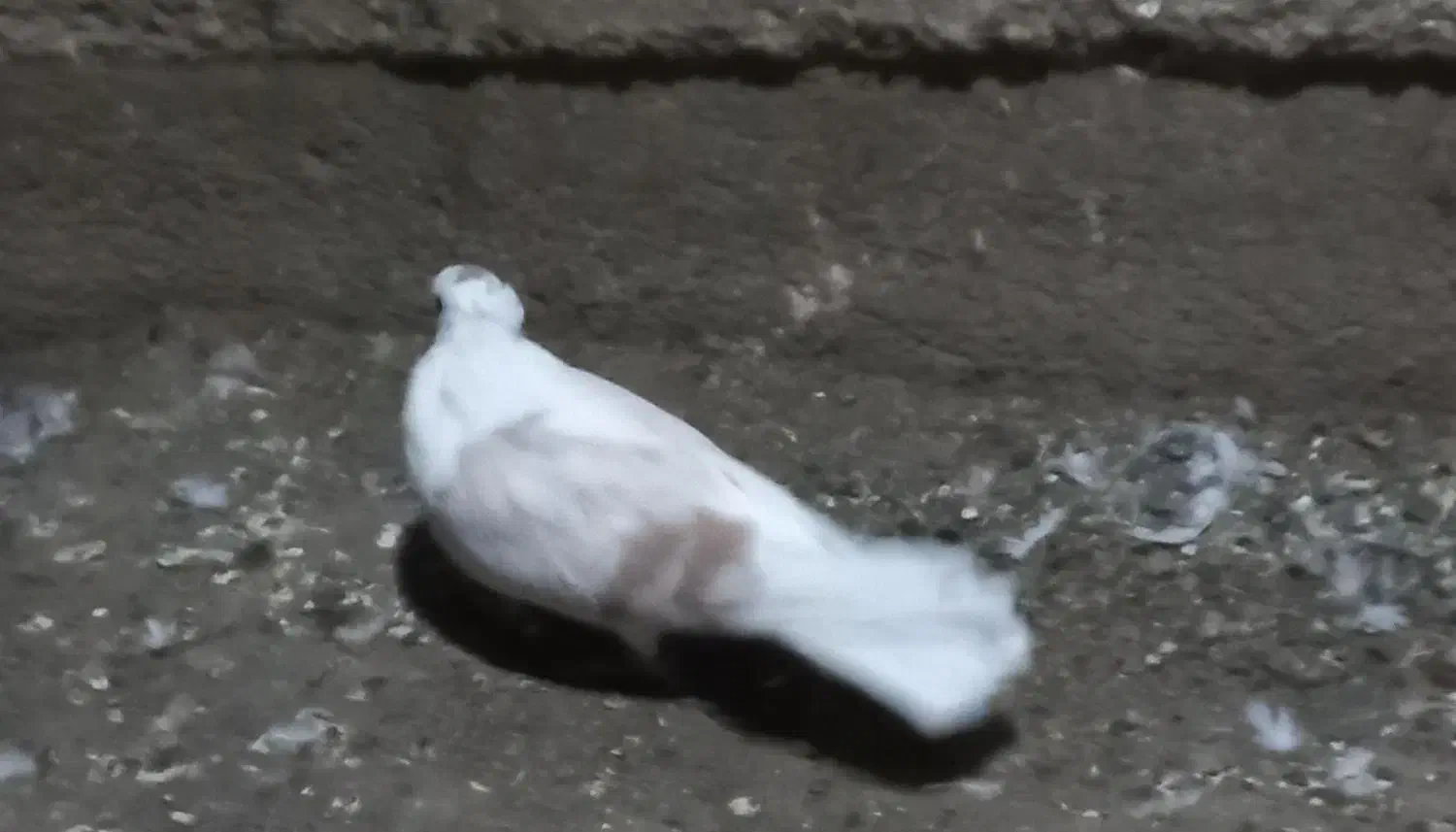 کفتر کاکلی ماده|پرنده|شاهرود, |دیوار