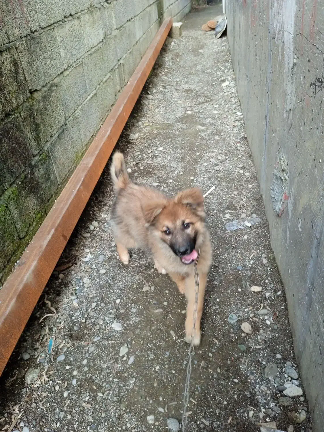 سگ ماده ژرمن گم شده|حیوانات|اسالم, |دیوار