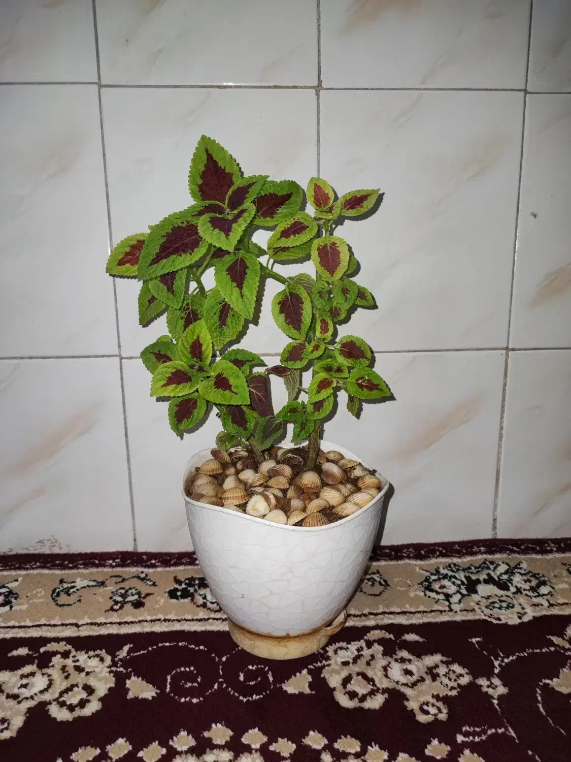 گل حسن یوسف طبیعی|گل و گیاه طبیعی|خرمآباد, |دیوار