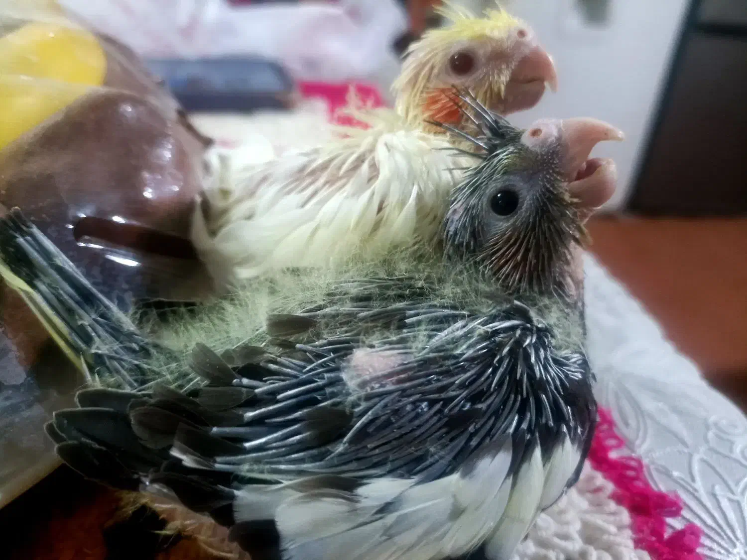 جوجه عروس .هلندی .ده روزه سرلاکی لوتینو|پرنده|طبس, |دیوار