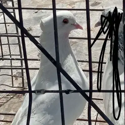 کبوتر رفتنی|پرنده|نقده, |دیوار
