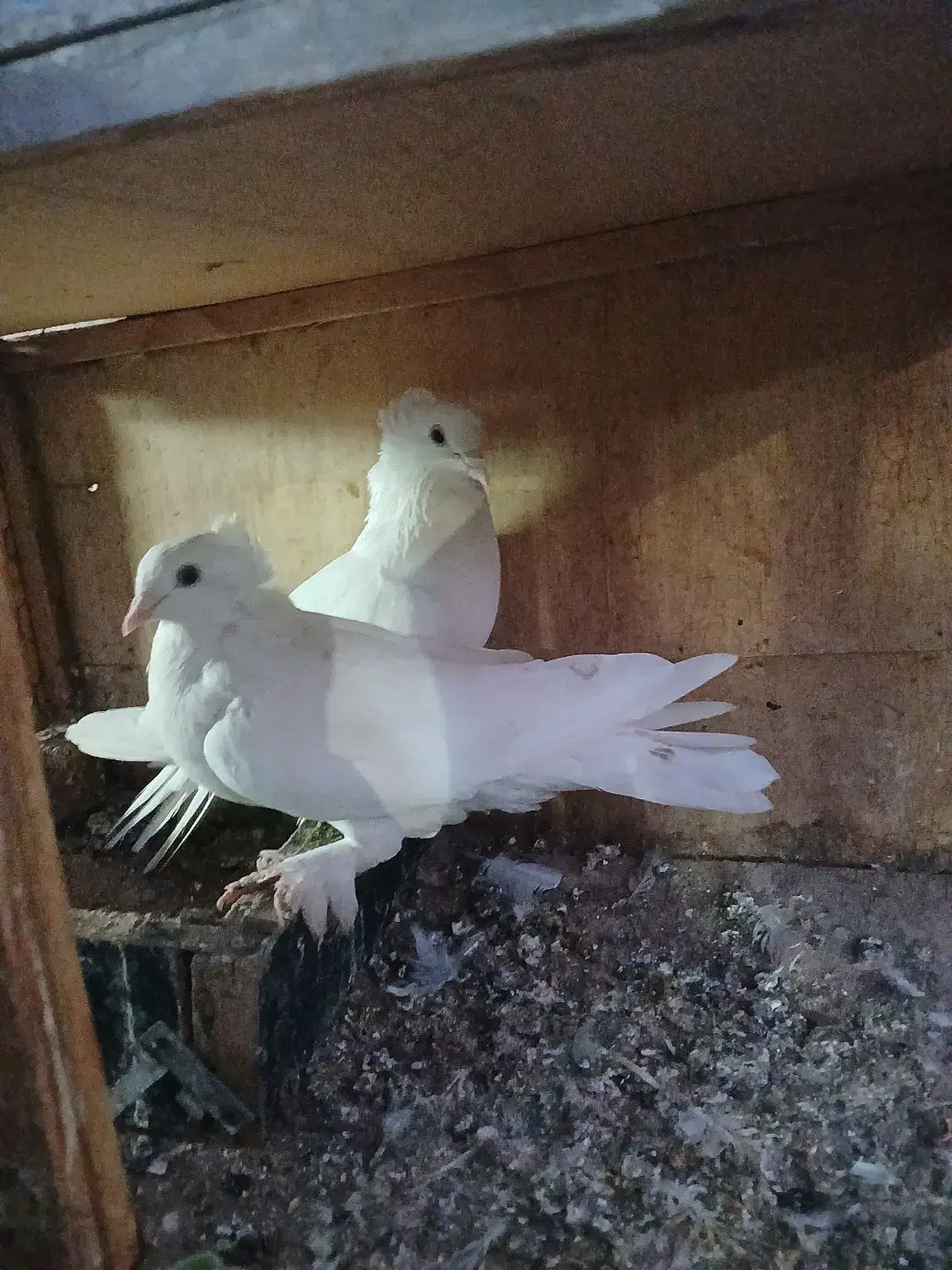 سلام یه جفت پاپر|پرنده|دماوند, دماوند|دیوار