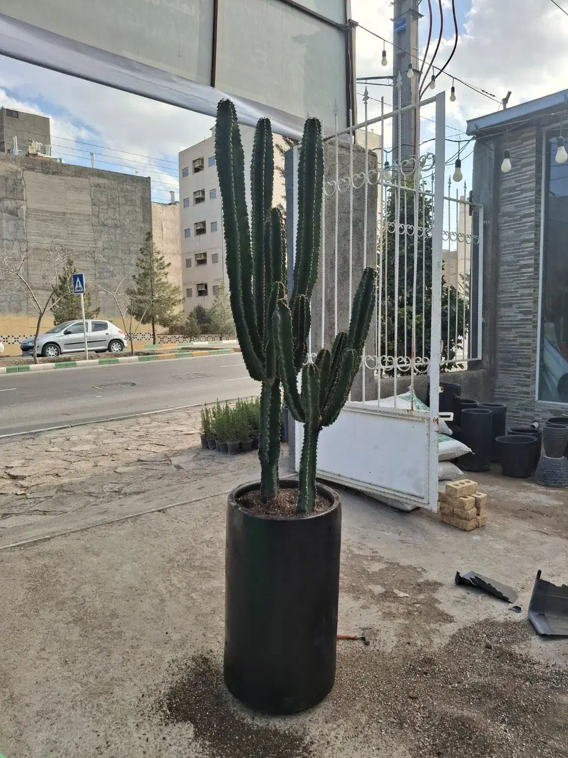 کاکتوس افوربیا|گل و گیاه طبیعی|مشهد, نیروی هوایی|دیوار