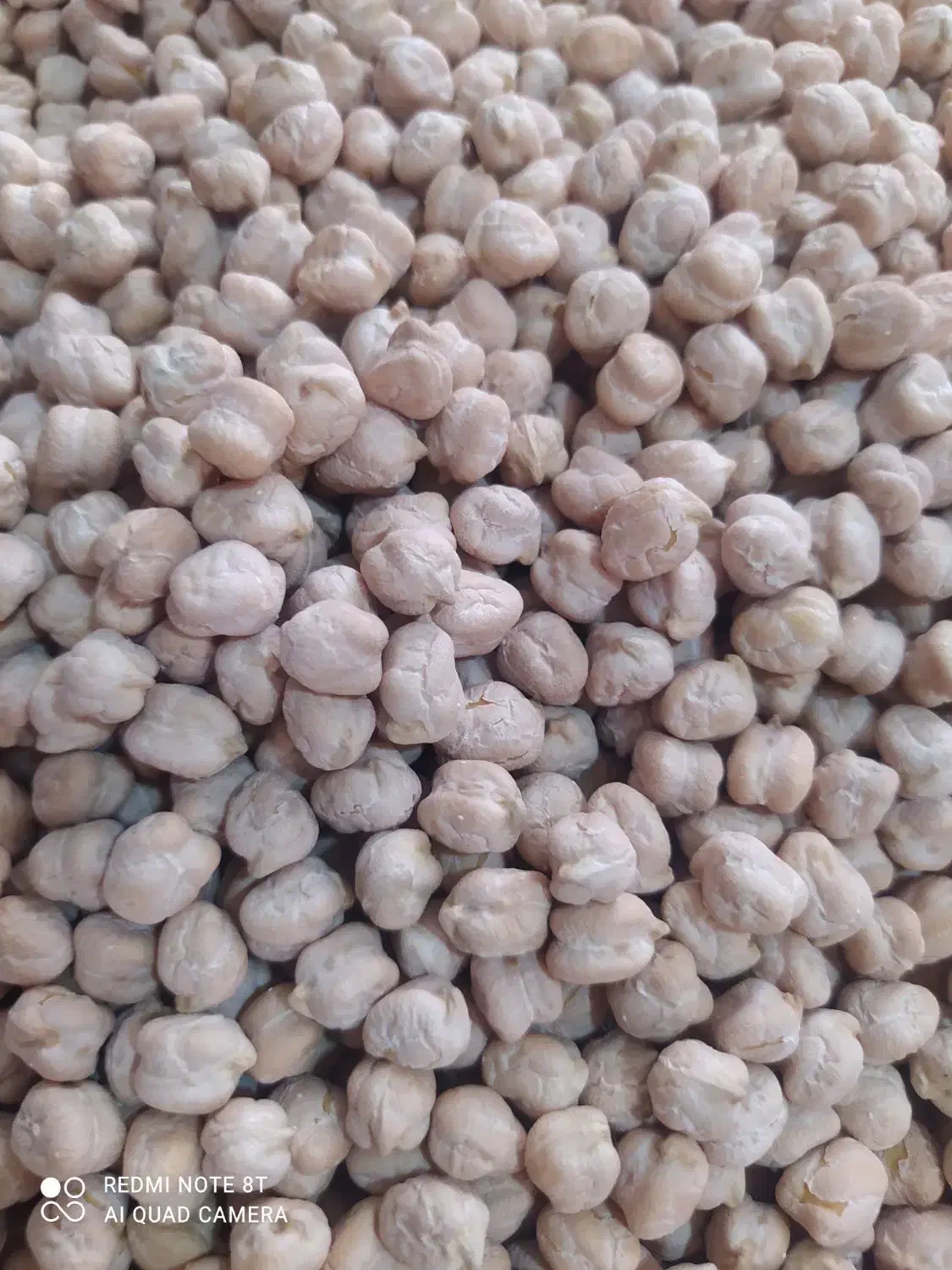 نخود درجه یک|خوردنی و آشامیدنی|رشت, رودباری|دیوار