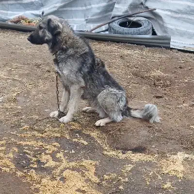 سگ نر|سگ|خوی, |دیوار