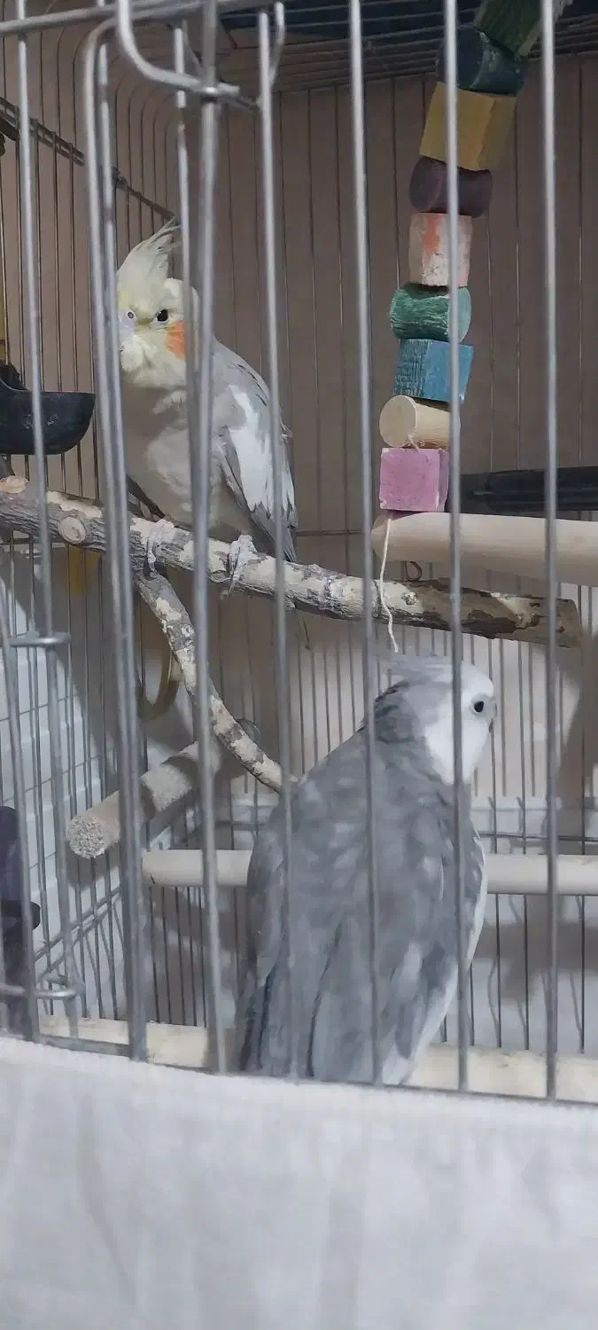 عروس هلندی|پرنده|ساوه, |دیوار