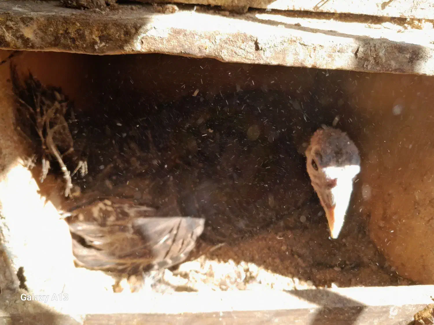 بوقلمون کرک فروش یا معاوضه با مرغ یاگندم اندیمشکم|حیوانات مزرعه|اندیمشک, |دیوار