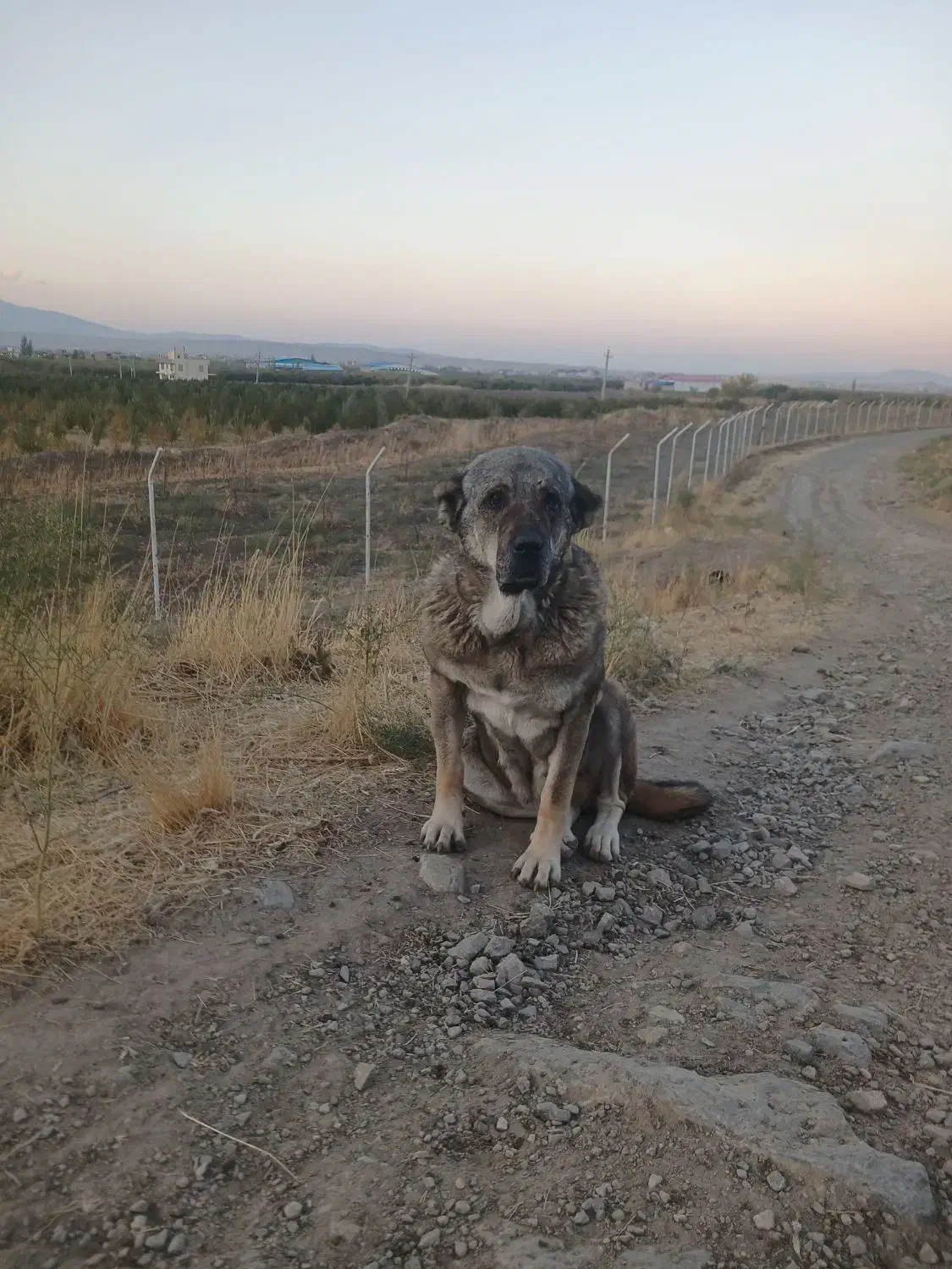 سگ پژدر|سگ|نقده, |دیوار