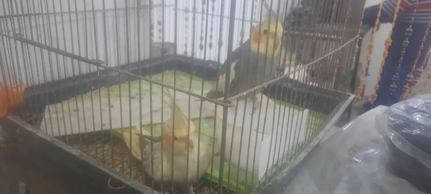 عروس هلندی|پرنده|باسمنج, |دیوار