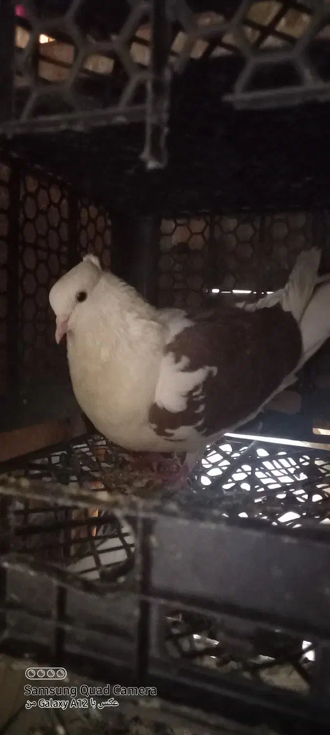 سه عدد کفتر سالم فروش فوری|پرنده|ملایر, |دیوار