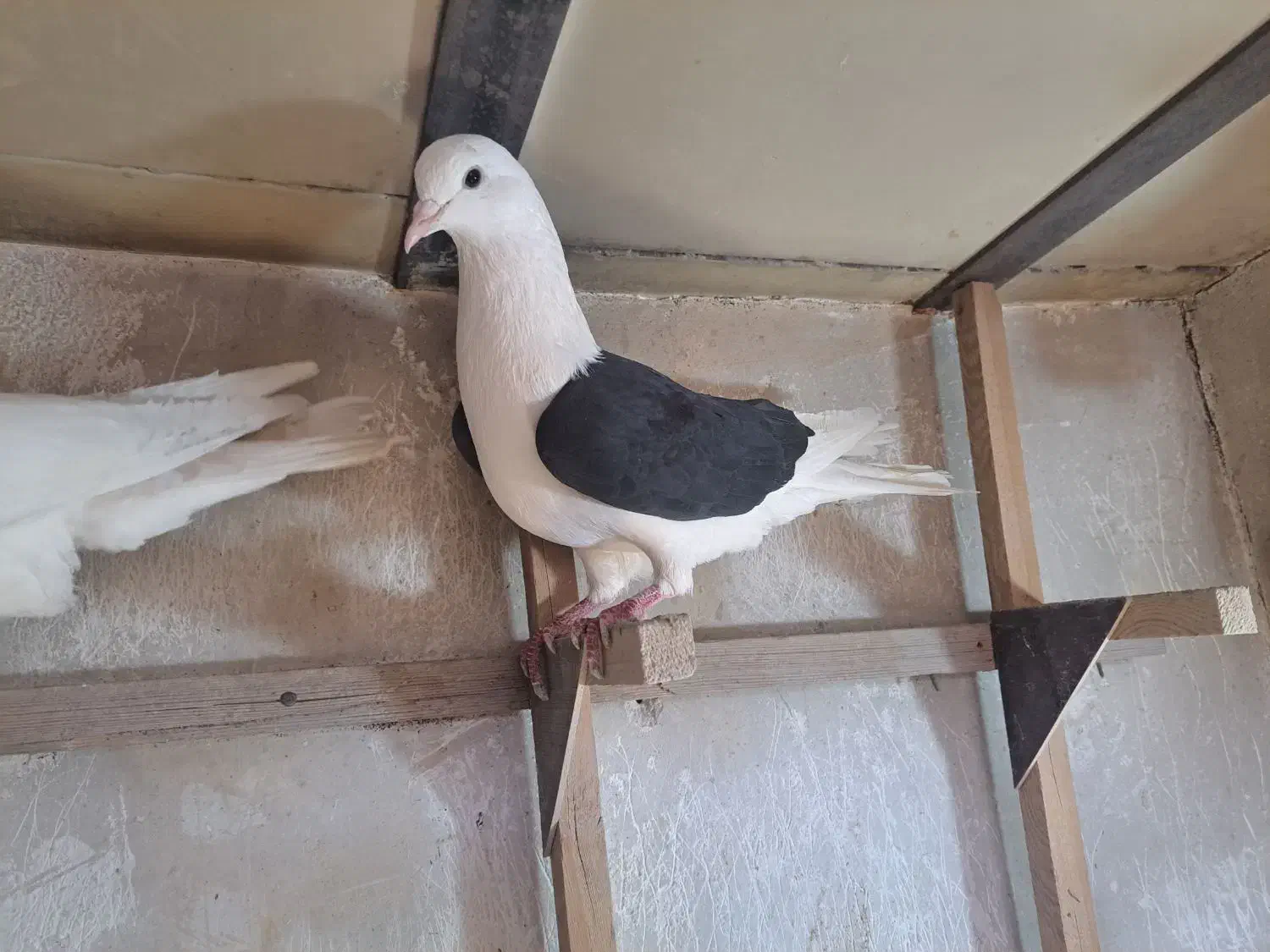 ماده دمی|پرنده|شیراز, شهرک مهدیه|دیوار