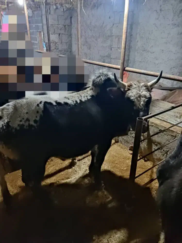 ورزا کوله آس|حیوانات مزرعه|سنگر, |دیوار