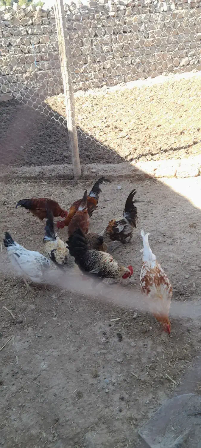 ۸ عدد خروس ۶ ماهه|حیوانات مزرعه|پلدختر, |دیوار