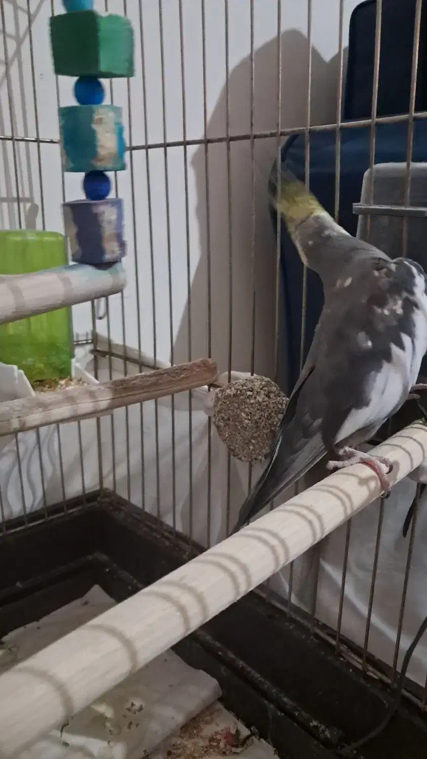 عروس هلندی|پرنده|اسلام‌شهر, شهرک مهدیه|دیوار