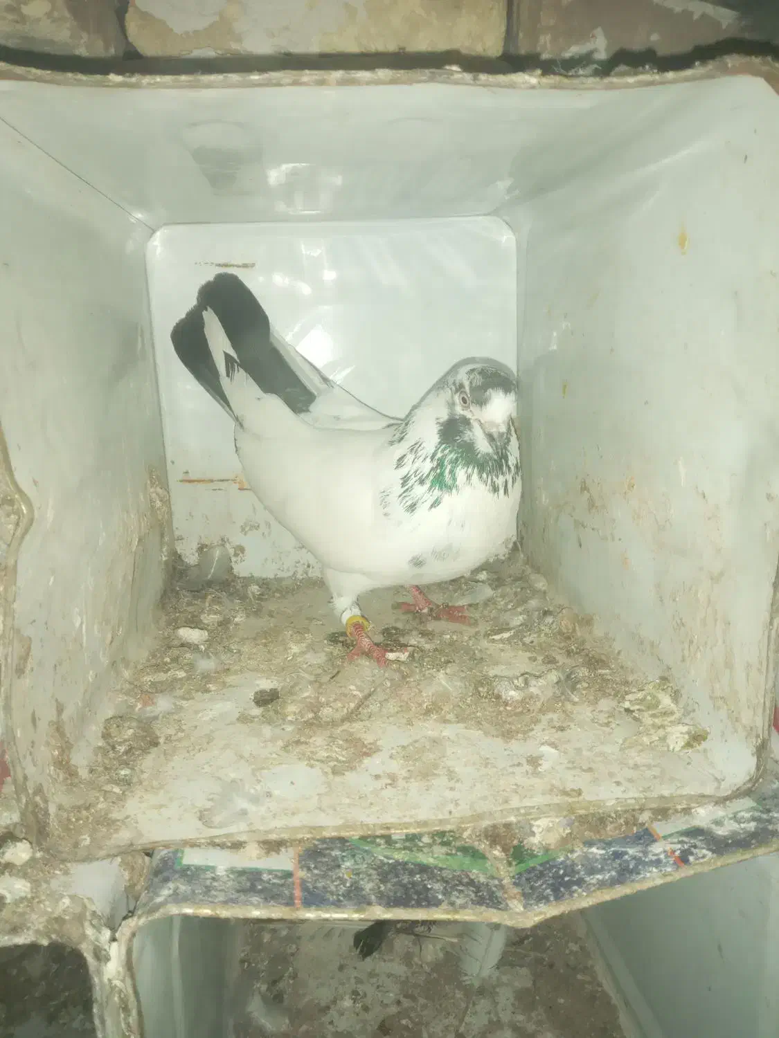 کفتر پرشی|پرنده|شاهین‌شهر, حاجی آباد|دیوار