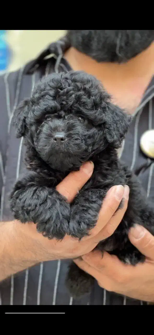 سگ پودل مشکی|سگ|کرج, مصباح|دیوار