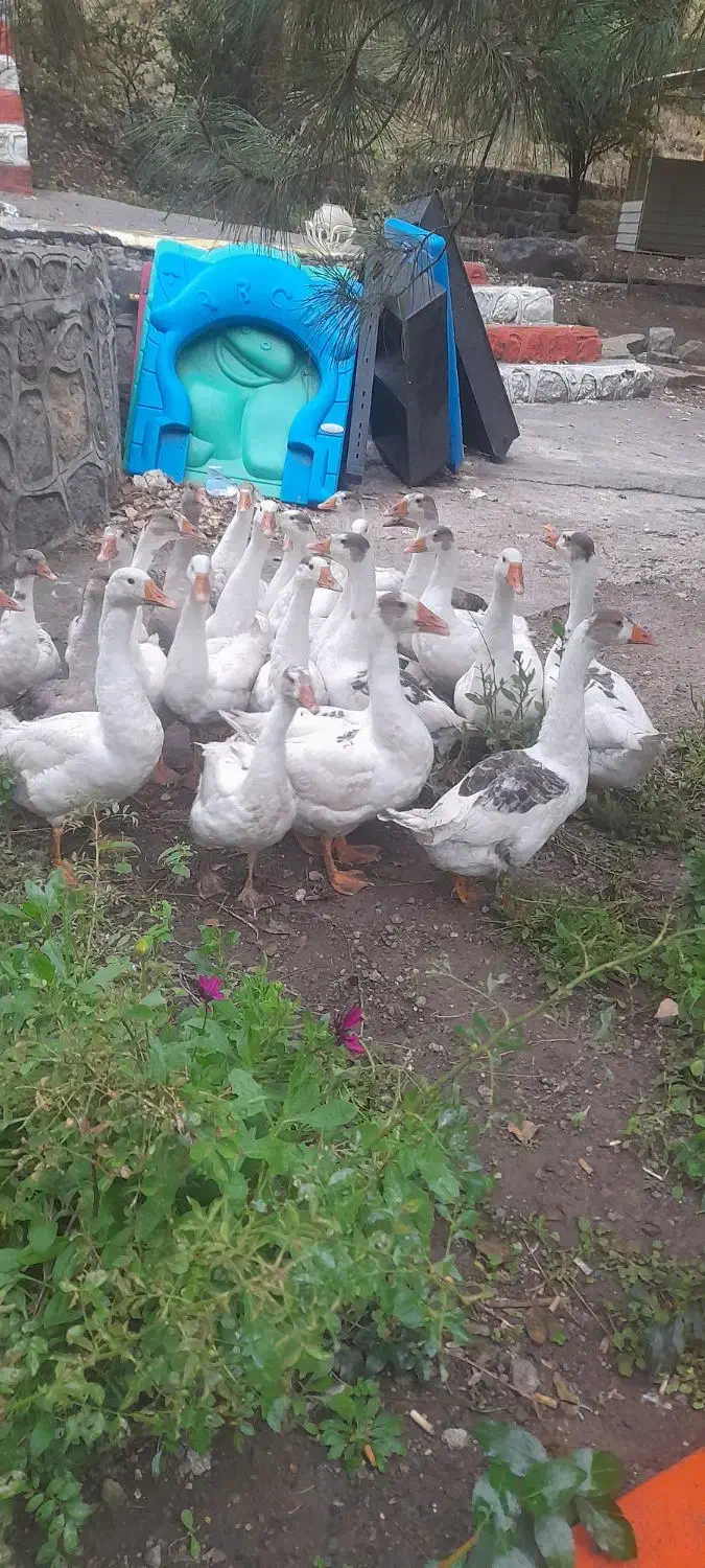 فروش خرده و عمده غاز محلی|حیوانات مزرعه|مشگین شهر, |دیوار