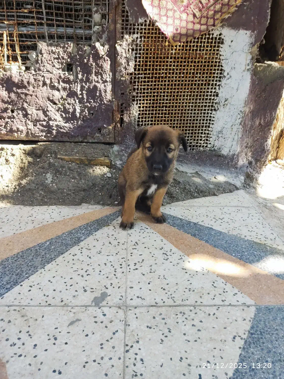 ۲ماه|سگ|میناب, |دیوار