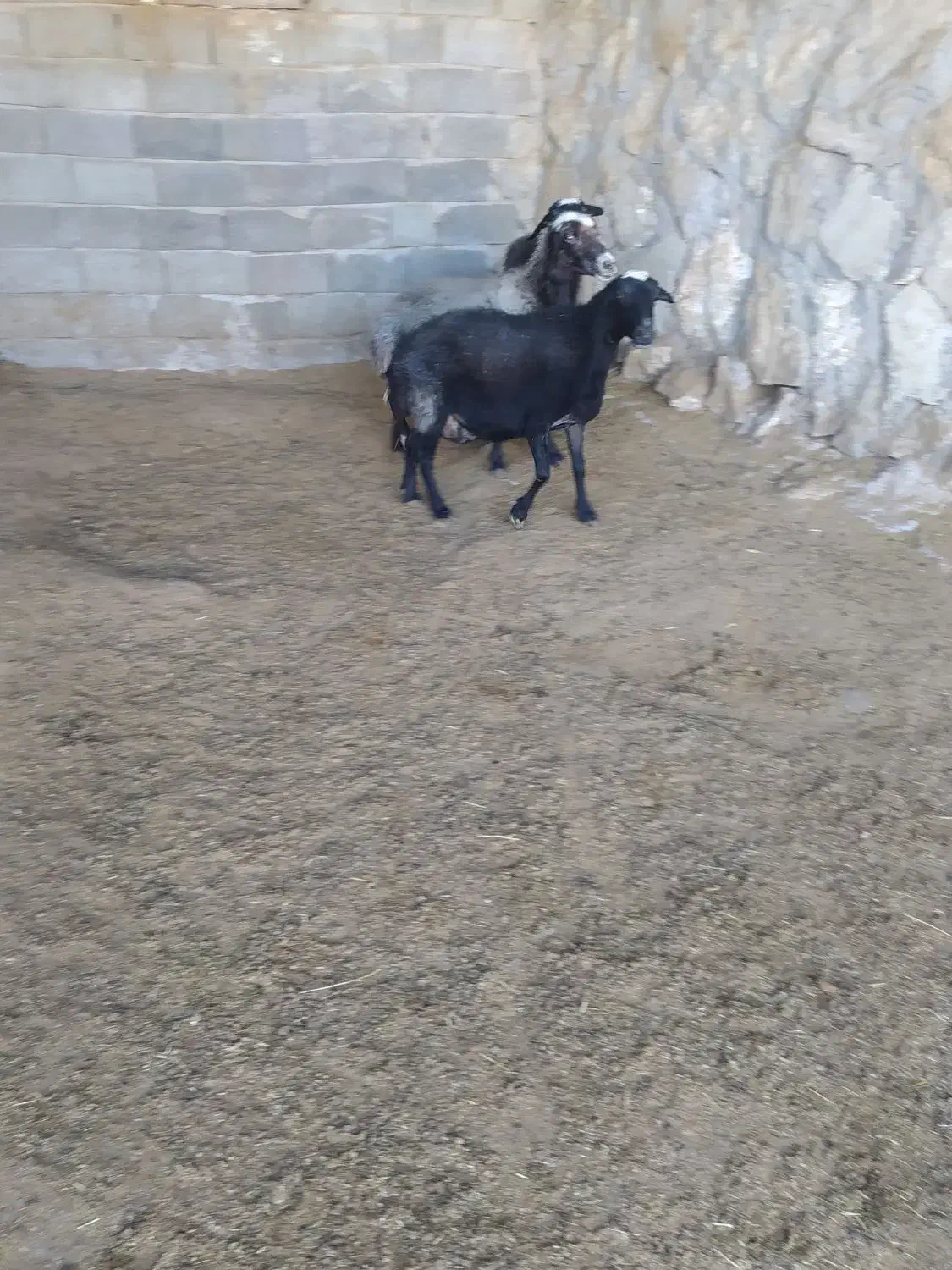 تعداد۳عددمیش|حیوانات مزرعه|نیاسر, |دیوار