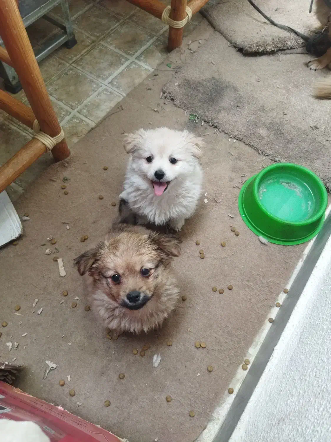 سگ خونگی|سگ|دره شهر, |دیوار