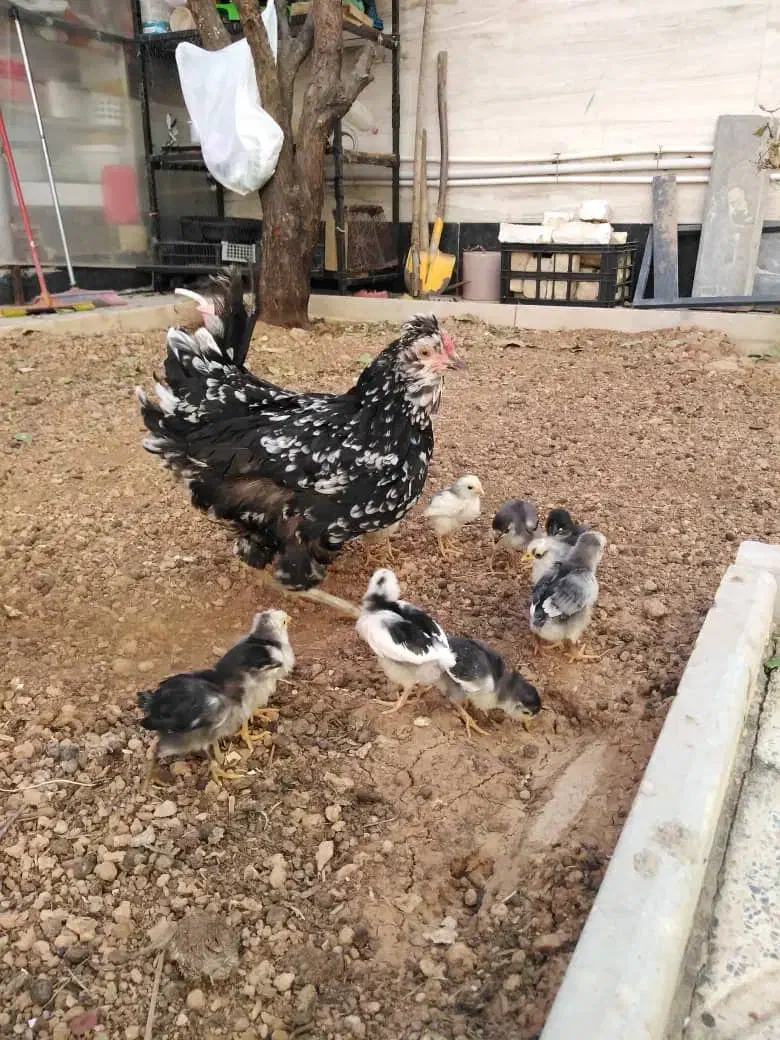 جوجه مرغ و خروس گلین اصل|حیوانات مزرعه|شیراز, شهرک گلستان|دیوار