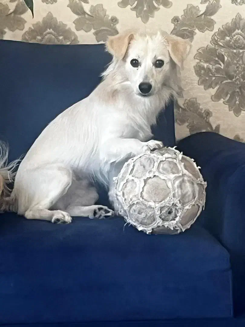 گمشده|حیوانات|شیراز, شاپورجان|دیوار