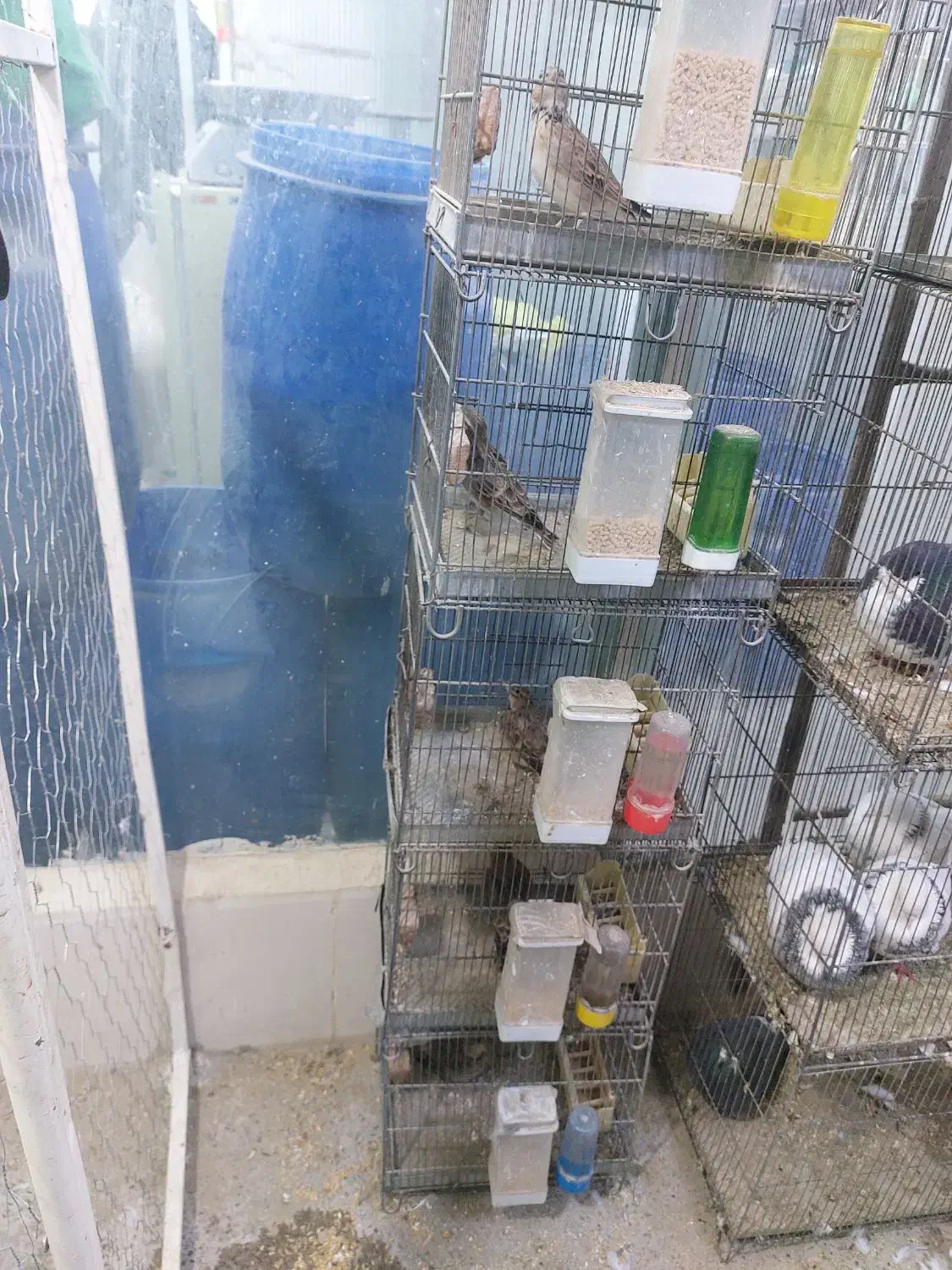 سهره بخوان|پرنده|گلستان (تهران), |دیوار