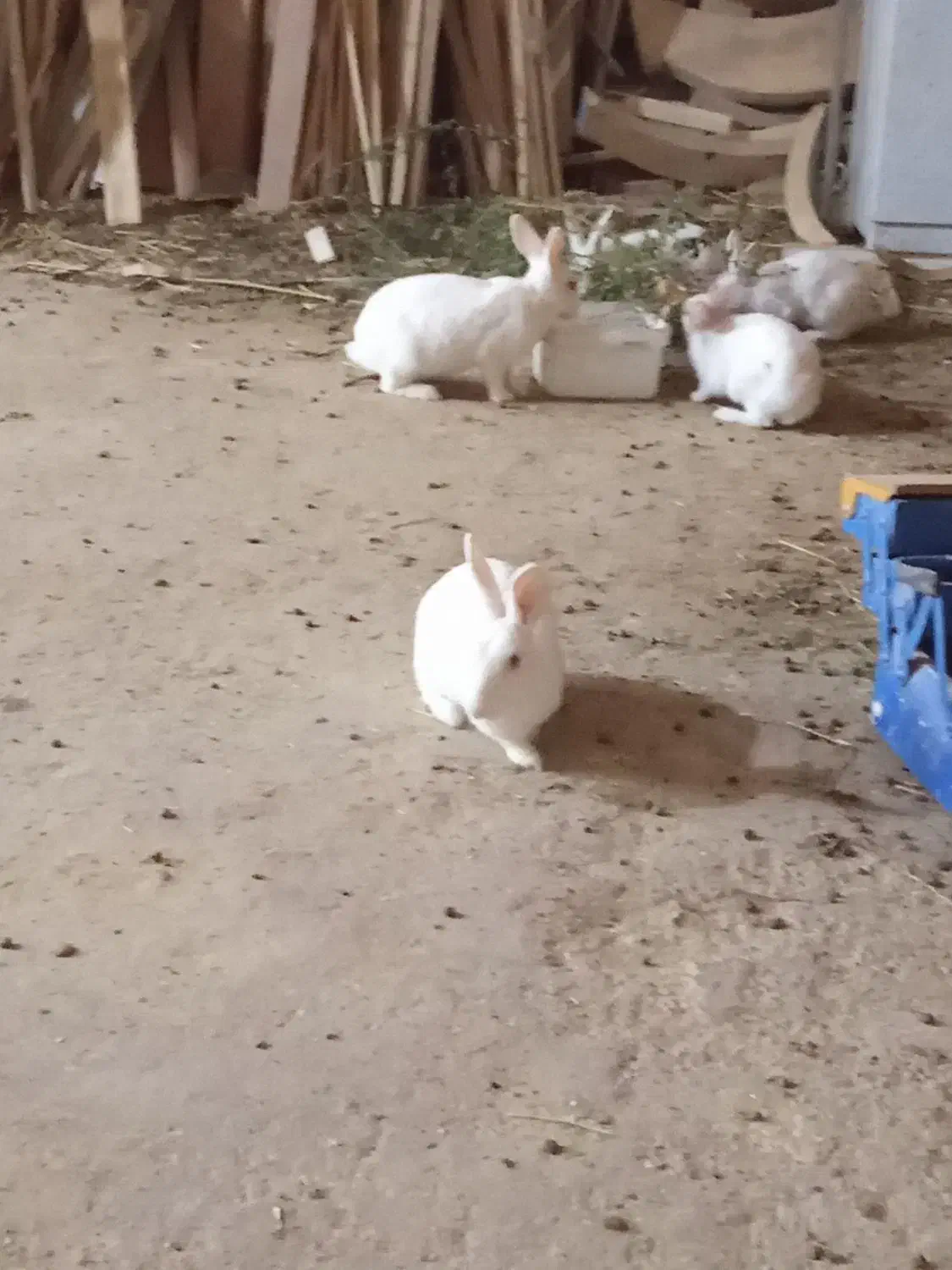 خرگوش سفید بالغ|موش و خرگوش|پردیس, فاز ۴|دیوار