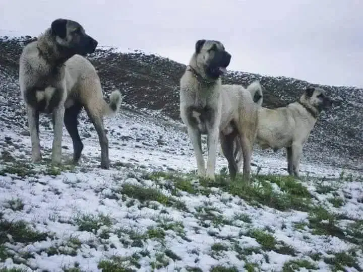 فروش سگ نگهبان سگ سرابی و توله سگ کنگال ترکیه|سگ|تهران, پونک|دیوار