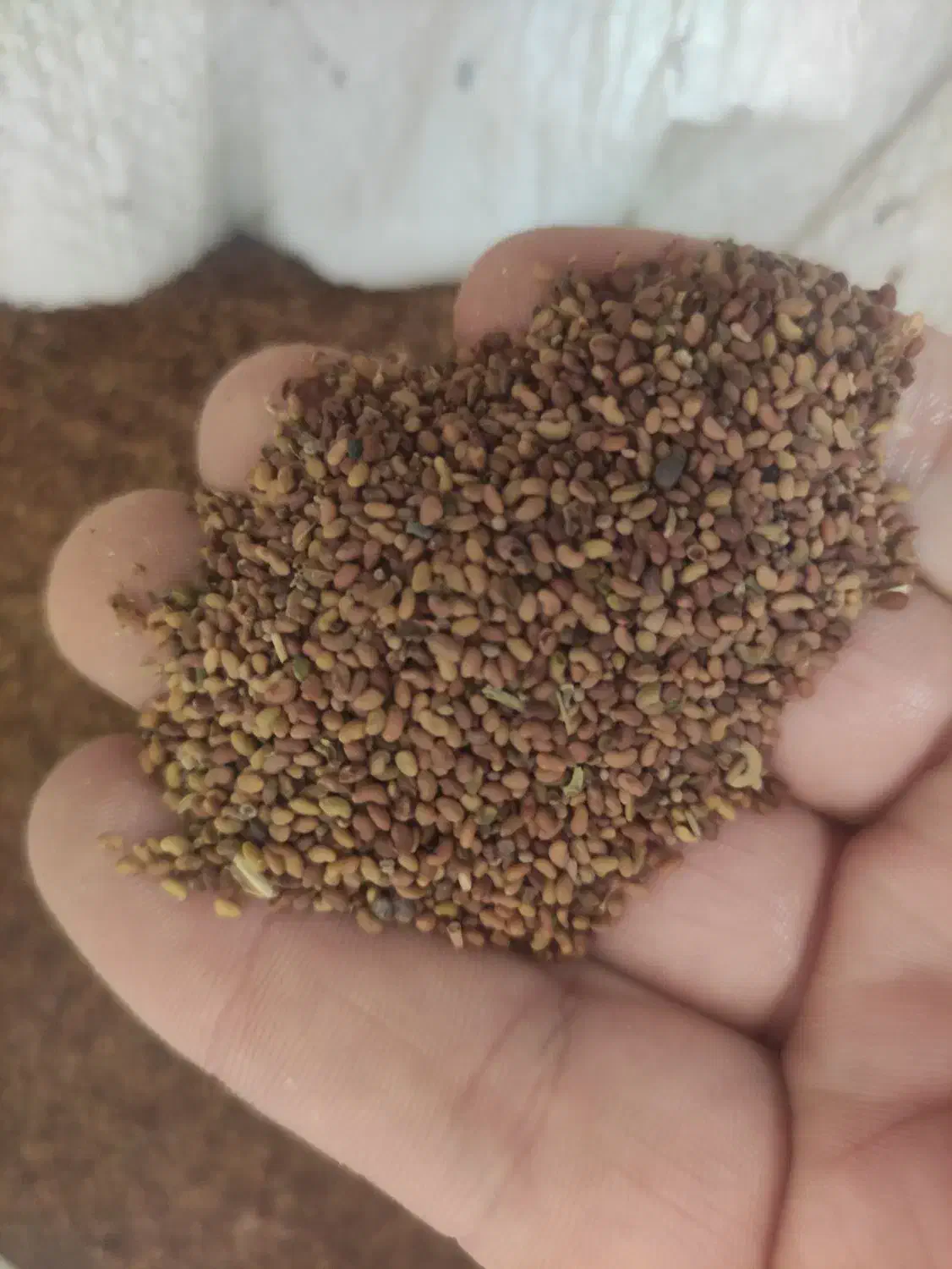 بذر یونجه|حیوانات مزرعه|مرودشت, ژیان|دیوار