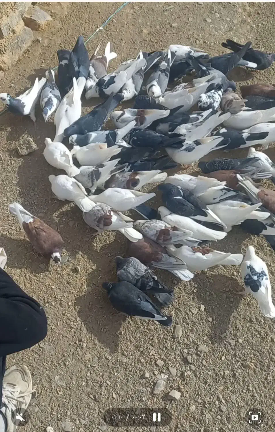 فروش ۵۰عدد کبوتر|پرنده|خوانسار, |دیوار