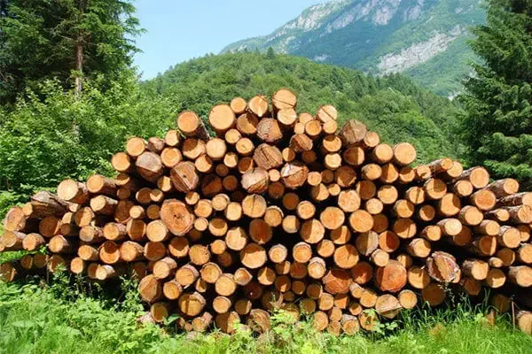 چوپ|خدمات باغبانی و درختکاری|سنگر, |دیوار