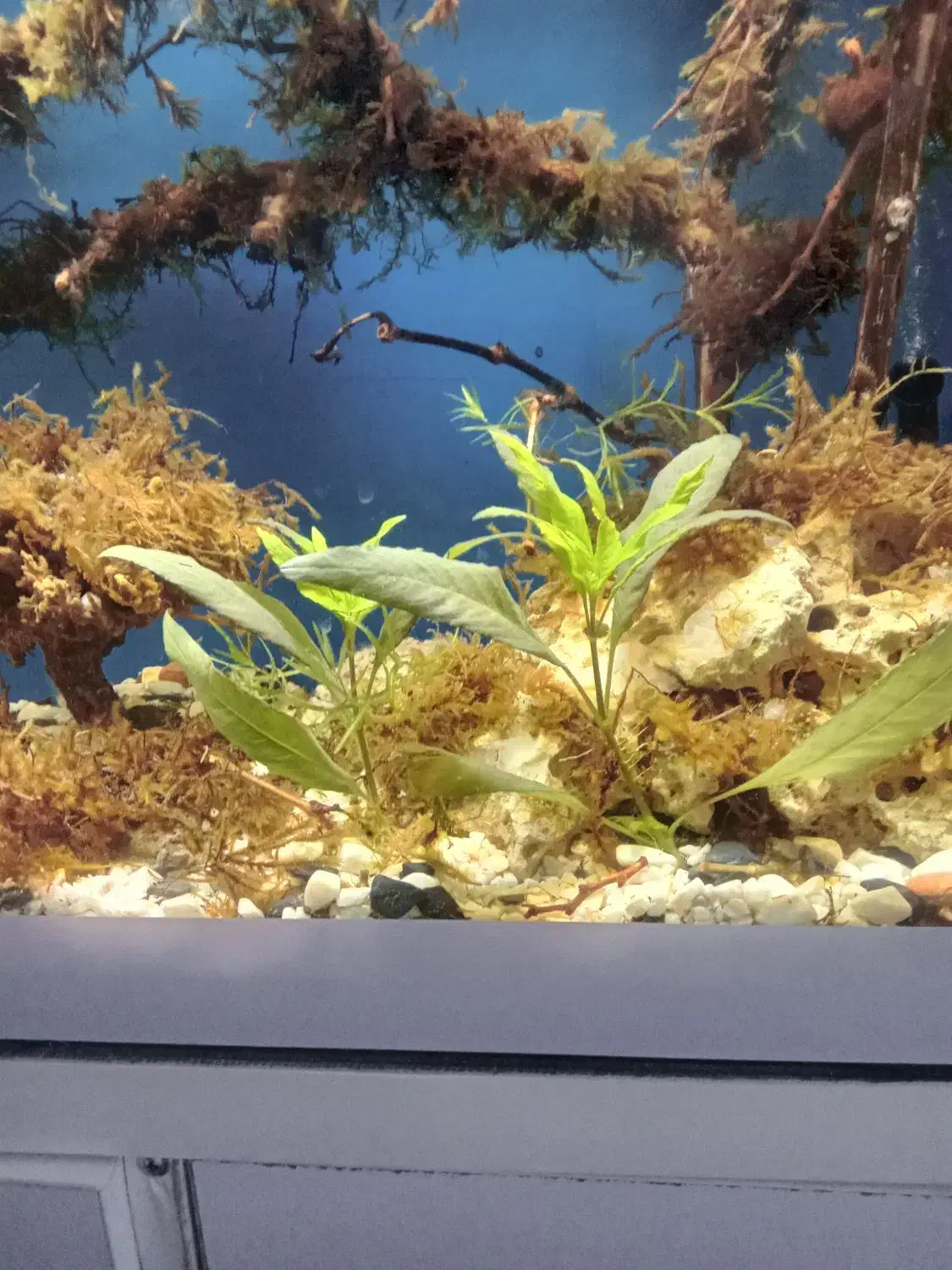 اکواریوم  ۸۰سانتی ب همراه کمد|ماهی|رباط‌کریم, نصیرشهر|دیوار