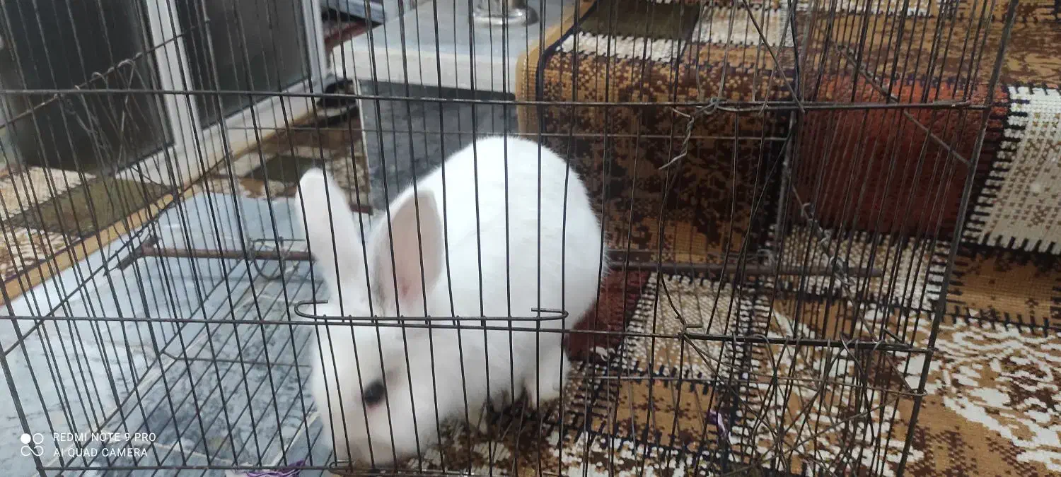 خرگوش|موش و خرگوش|اهر, |دیوار