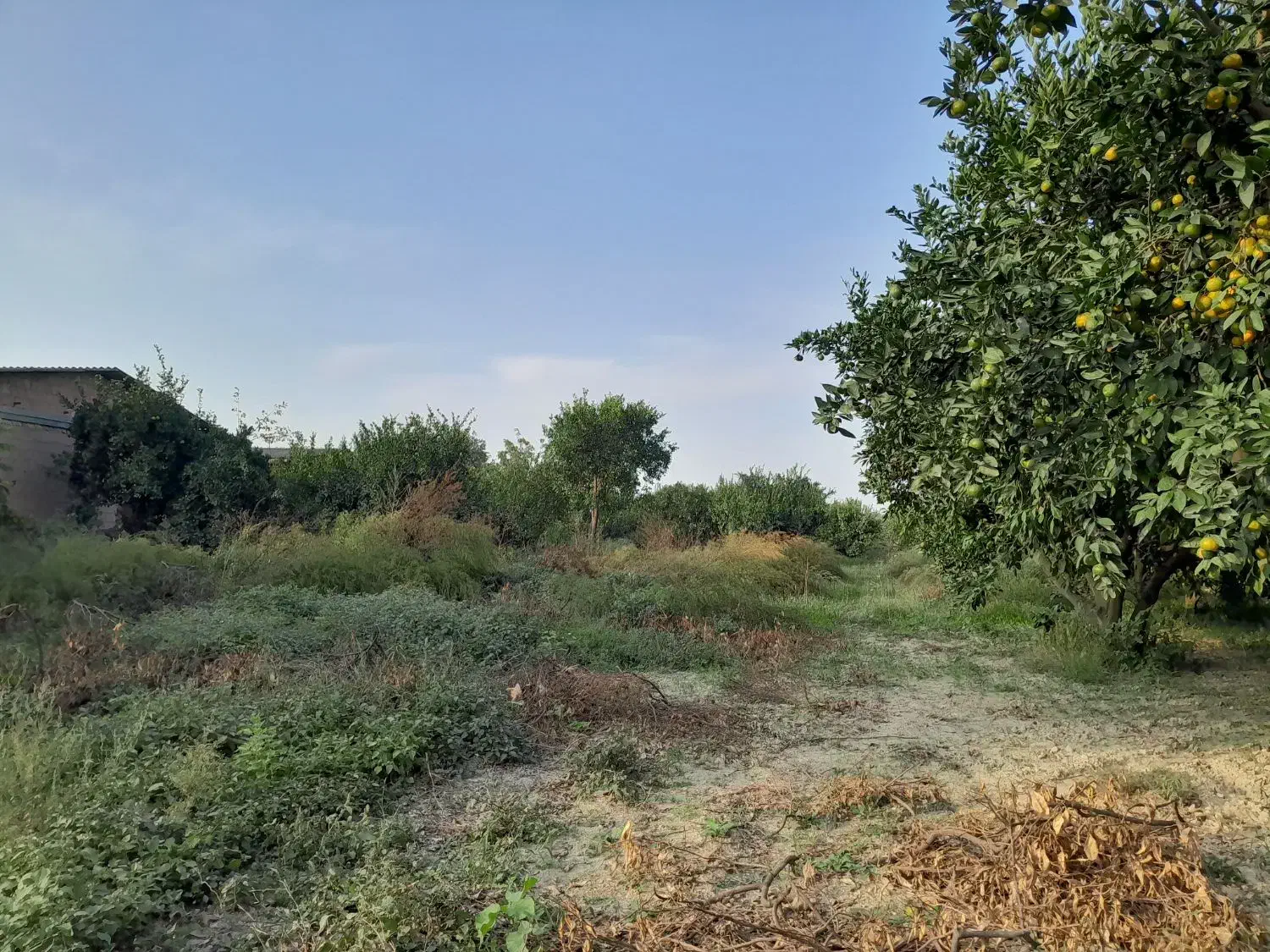 فروش قطعه دوم زمین چسبیده به بافت|فروش زمین و ملک کلنگی|نوکنده, |دیوار