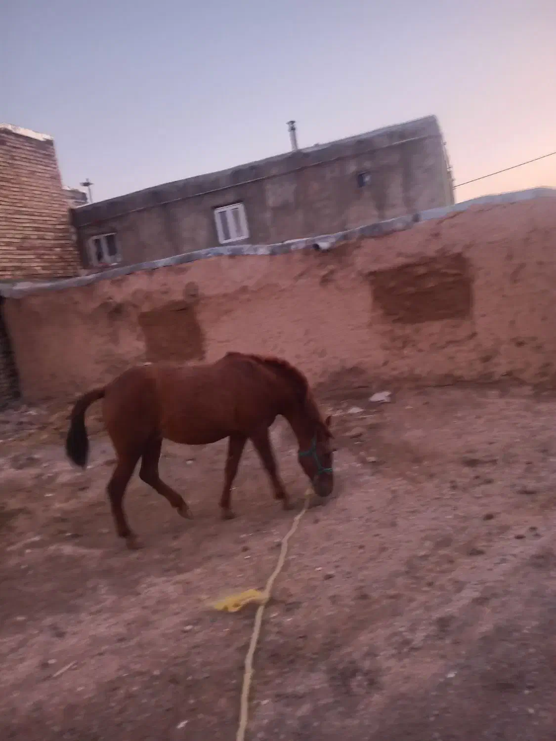 اسب ماده|اسب و تجهیزات اسبسواری|دهگلان, |دیوار