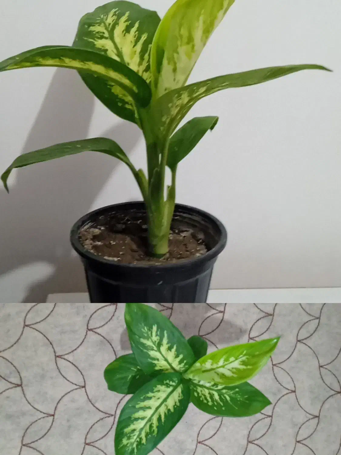 گل طبیعی دیفن باخیا|گل و گیاه طبیعی|نقده, |دیوار