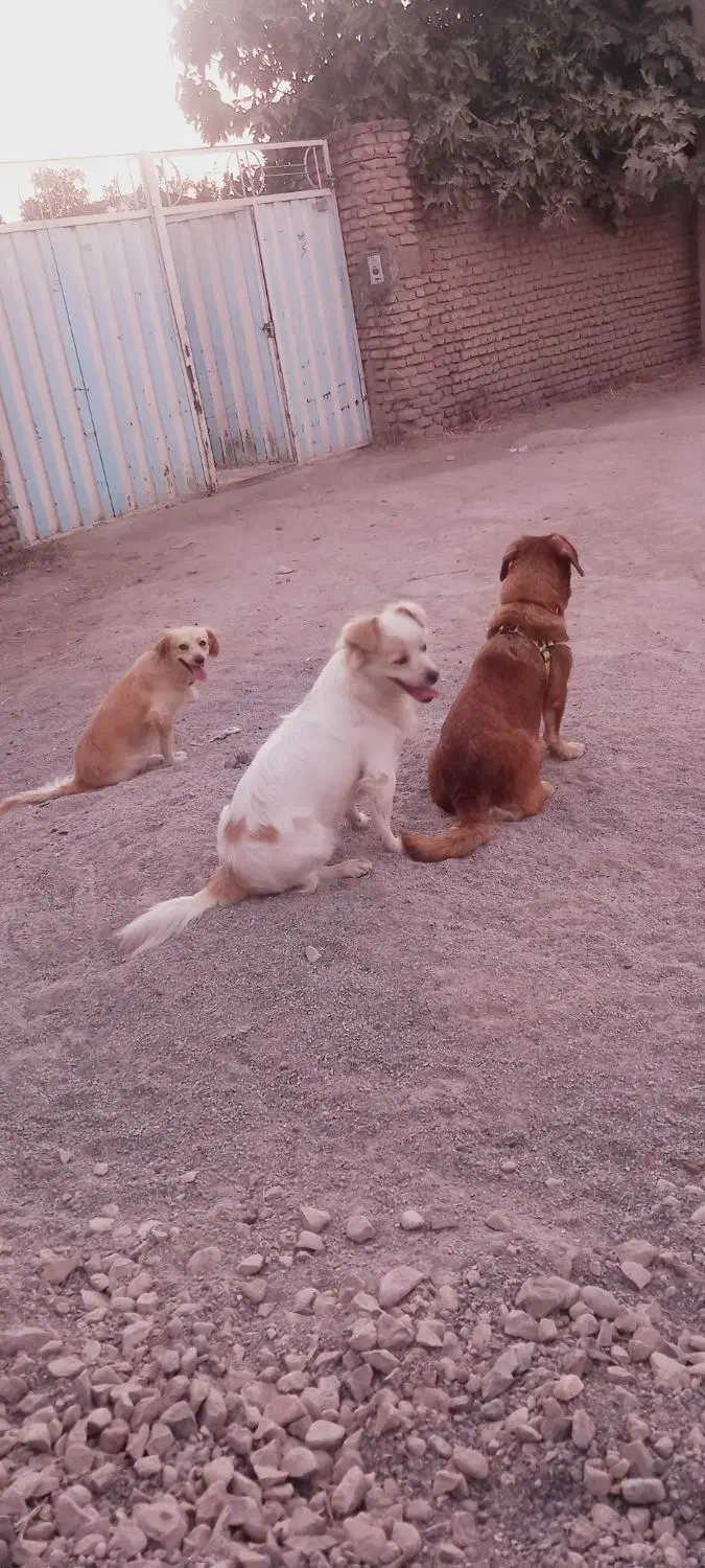 سه تا سگ|سگ|گرگان, |دیوار