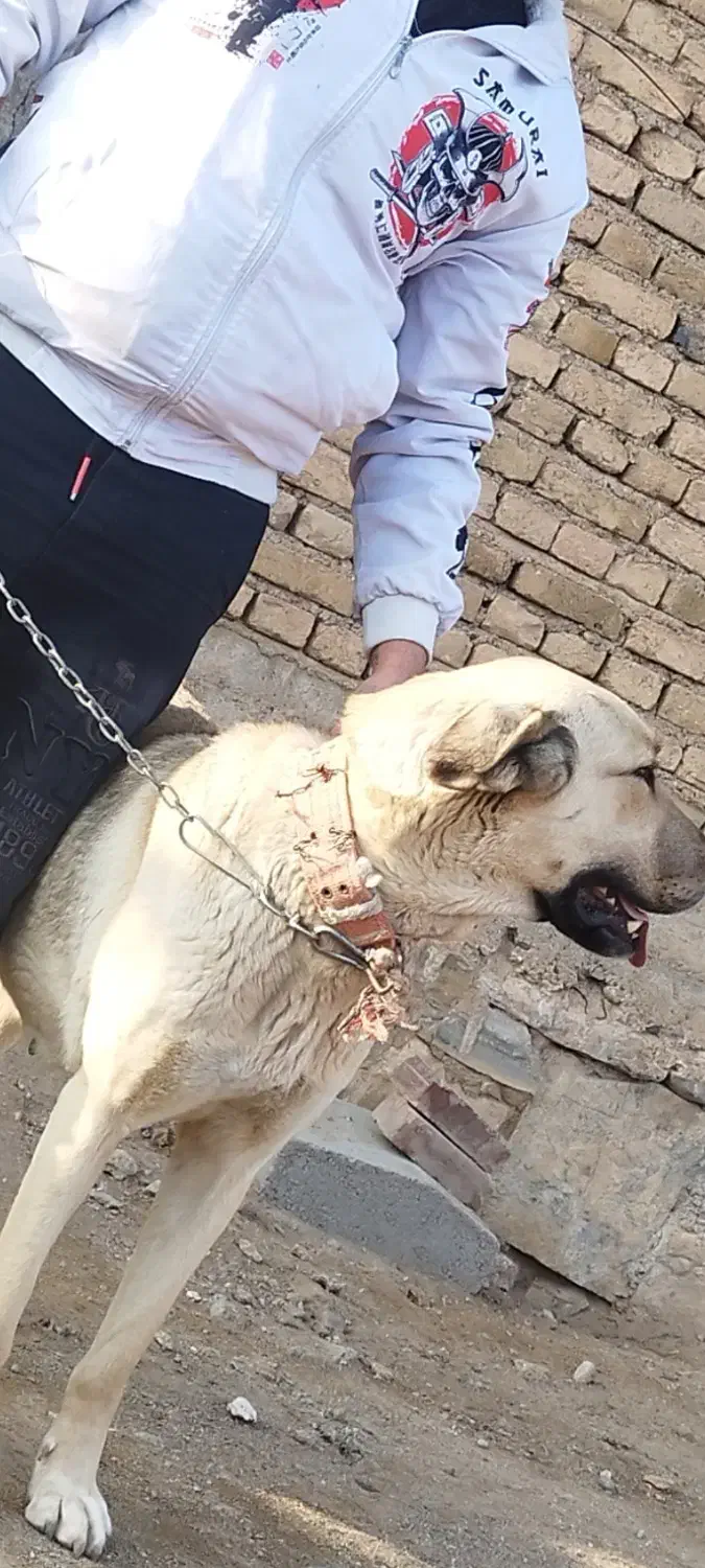 سگ عراقی|سگ|میاندوآب, |دیوار