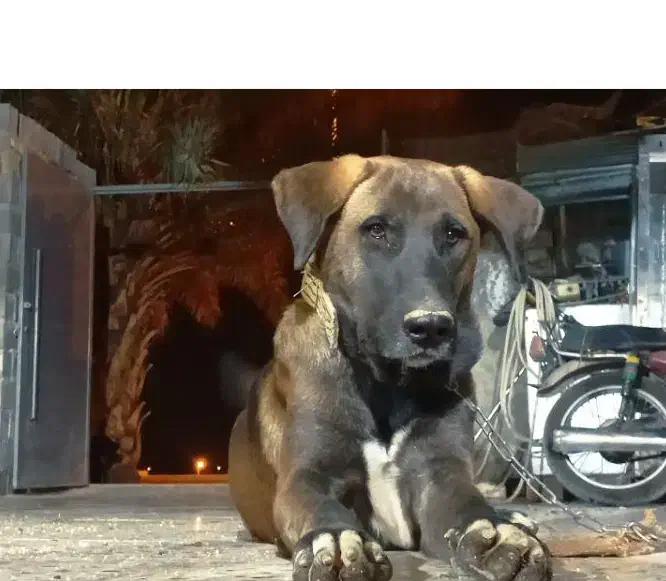 سگ سرابی اصیل|سگ|دهدشت, |دیوار