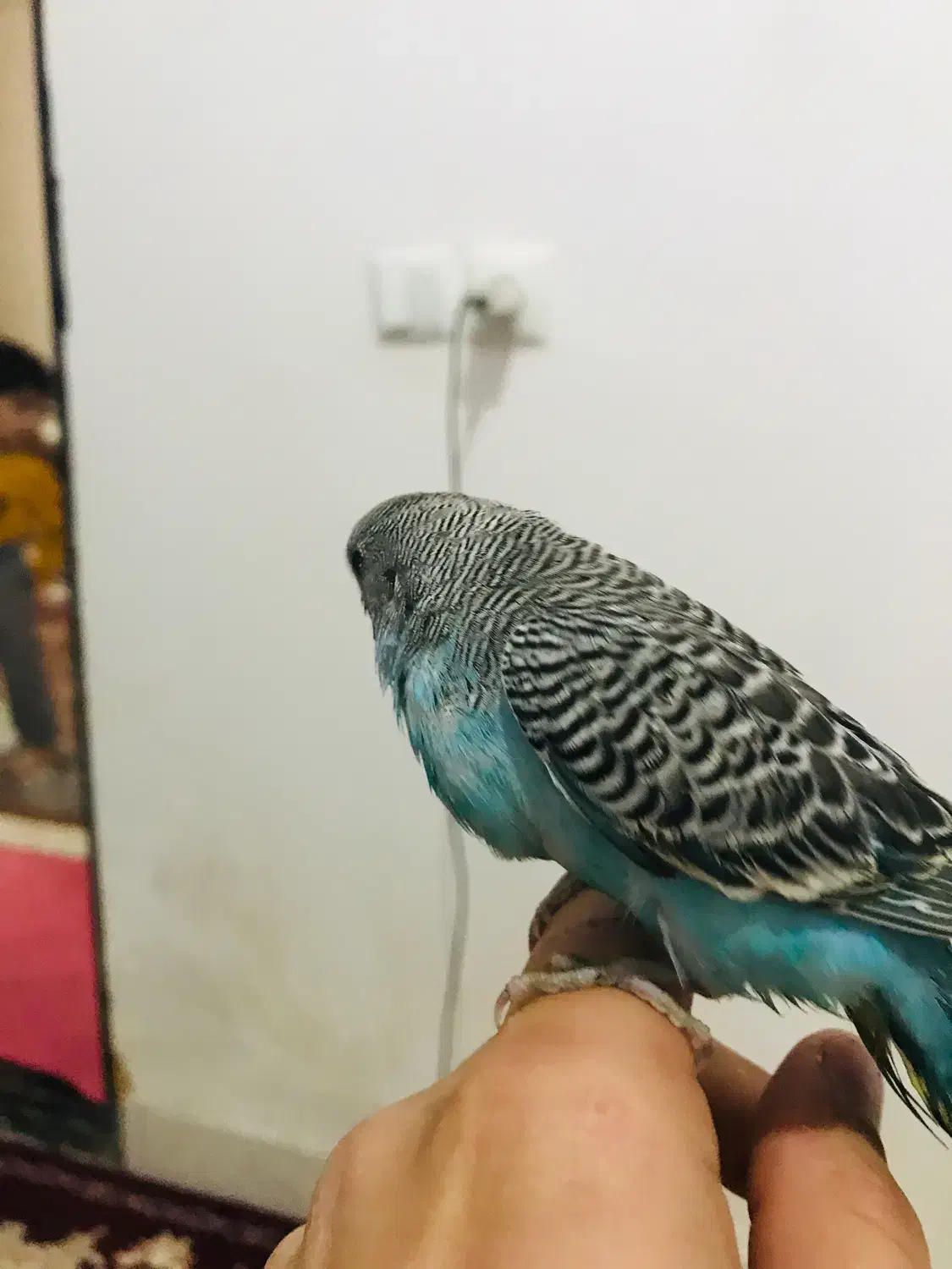 مرغ عشق|پرنده|پیرانشهر, |دیوار