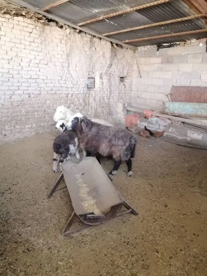 فروش سه راس میش داشتی و یک بره|حیوانات مزرعه|شیراز, کیان آباد|دیوار