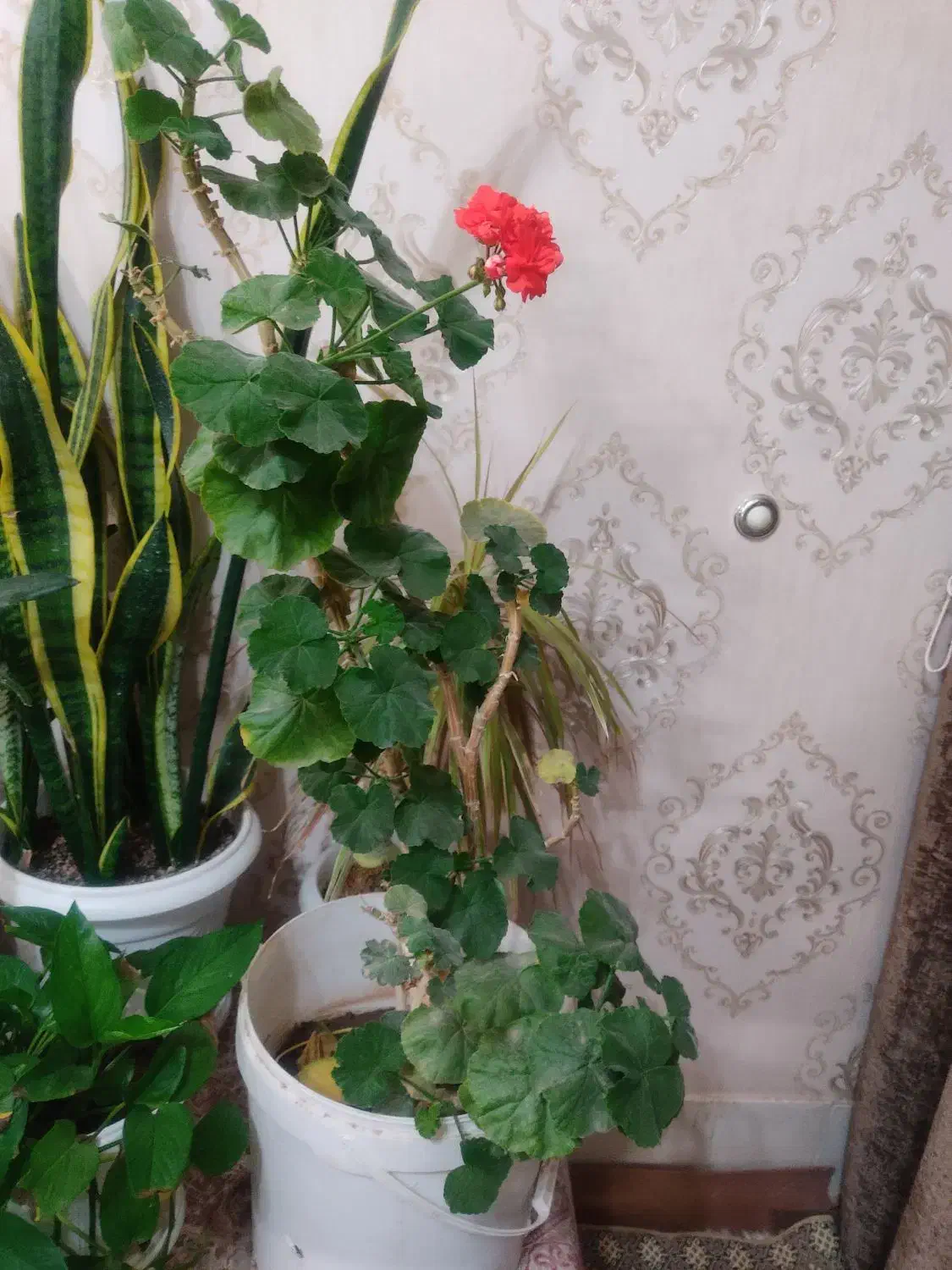 گل شمعدانی بزرگ وزیبا|گل و گیاه طبیعی|تربتحیدریه, بازار|دیوار