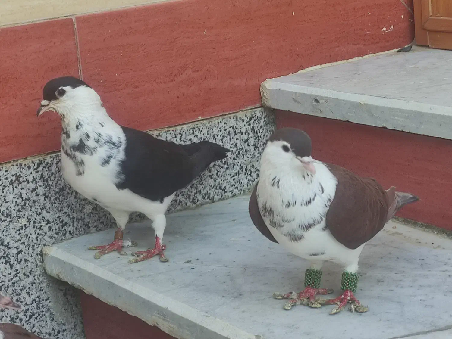 کبوتر ساده سیاه|پرنده|زهک, |دیوار